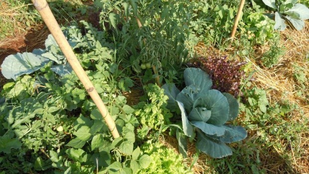Orti Urbani